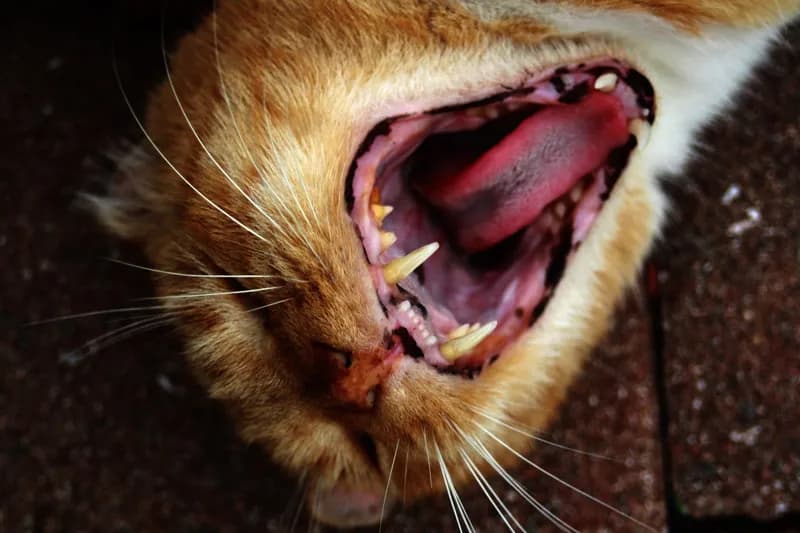 Student art work of a cat 